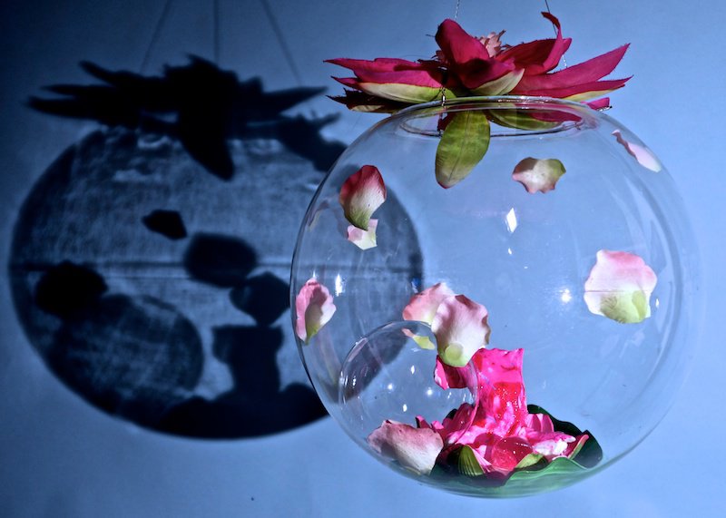 Lydia Venieri, Pink Lotus